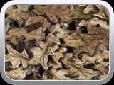 WTP-109 True Leaf Camo
