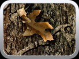 WTP-205 Mothwing Original