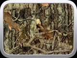 WTP-264 Mothwing-Woodland Mimicry