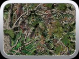 WTP-268 Mothwing-Spring Mimicry
