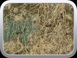 WTP-331 BackLand West