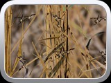 WTP-332 BackLand Waterfowler