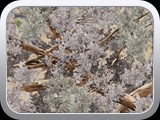 WTP-366 King's Desert Shadow Camo