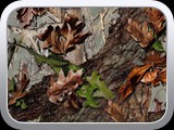 WTP-419 Timber's Edge Camo