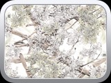 WTP-423 King's Snow Shadow