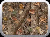 WTP-428 King's Woodland Shadow