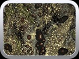 WTP-449 Toadback Toad-A-Flage