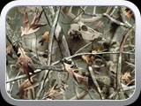 WTP-521 Proveil-Reaper Buck