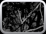 WTP-537 Harvest Moon Camouflage